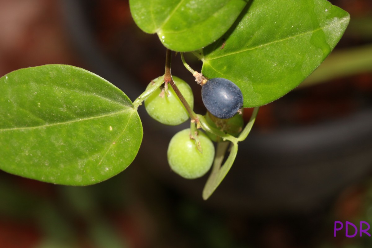 Passiflora suberosa L.